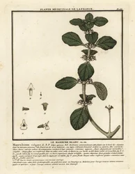 Weißer Andorn, Marrubium vulgare