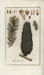 Weißtanne (Abies alba). Lithographie aus „Afbeelding der Artseny-Gewassen“ von Johannes Zorn (1739-1799), Niederlande