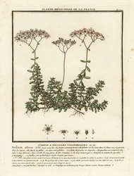 Weißer Mauerpfeffer, Sedum album