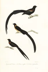 Witwen- und Witwenvögel