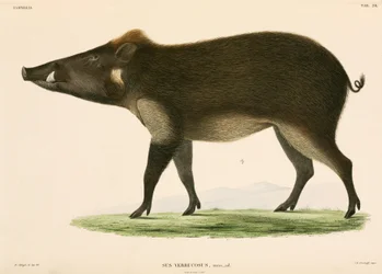 Wildschwein, Indonesien