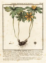 Winterling, Eranthis hyemalis