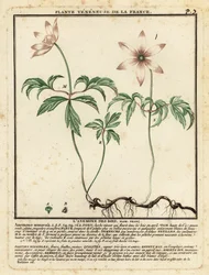 Buschwindröschen, Anemone nemorosa