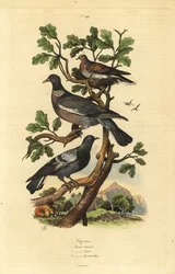 Ringeltaube, Columba palumbus, Stadttaube, Columba livia und Turteltaube, Streptopelia risoria