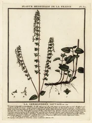 Eichenblättriger Gamander, Teucrium scorodonia