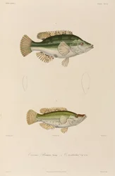 Lippfische, Schwarzes Meer