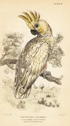 Gelbhaubenkakadu, Cacatua sulphurea. Kritisch gefährdet. 1889 (Gravur)