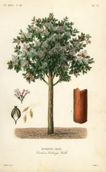 Gelbe Chinarinde, Cinchona calisaya