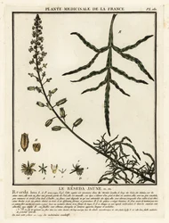 Gelbe Resede, Reseda lutea