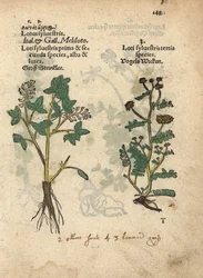 Gelber Steinklee, Melilotus officinalis. Handkolorierter Holzschnitt einer botanischen Illustration aus Adam Lonicer