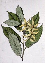 Ylang Ylang, frühes 20. Jahrhundert (Gravur)