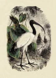 Zoologie: Heiliger Ibis (Threskiornis aethiopicus), Gravur des 19. Jahrhunderts