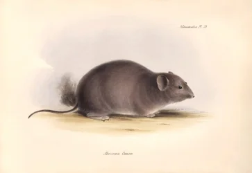Zoologie: Der „Arocoma Cuvieri“ oder Abocoma de Cuvier beschrieben von Charles Darwin während seiner Forschungsreise an Bord der Beagle. Tafel aus „The Zoology of the voyage of H.M.S. Beagle under the command of Captain Fitzroy during the years 1832 to 183