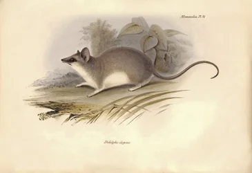 Zoologie: Die „Didelphis elegans“ der Opossum-Familie beschrieben von Charles Darwin während seiner Erkundungsreise an Bord der Beagle. Tafel aus „The Zoology of the voyage of H.M.S. Beagle under the command of Captain Fitzroy during the years 1832 to 1836