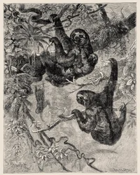 Zoologie: Faultier (Ai - Bradypus tridactylus) beschrieben und illustriert von Carlo Vogt und Federico Specht in „Illustrierte Naturgeschichte: Säugetiere“ 1884