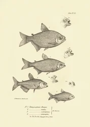 Zoologie: Darstellung des Fisches „Tetragonopterus Abramis, rutilus, scabripinnis, interruptus“ beschrieben von Charles Darwin während seiner Reise an Bord der Beagle. Tafel aus „The zoology of the voyage of H.M.S. Beagle under the command of Captain Fitzr