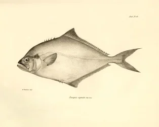 Zoologie: Darstellung des Fisches „Paropsis signata“ beschrieben von Charles Darwin während seiner Reise an Bord der Beagle. Platte aus „The zoology of the voyage of H.M.S. Beagle under the command of Captain Fitzroy during the years 1832-1836“