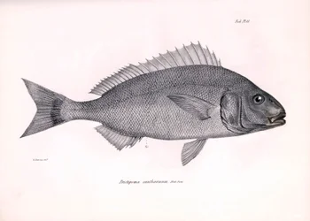 Zoologie: Darstellung des Fisches 