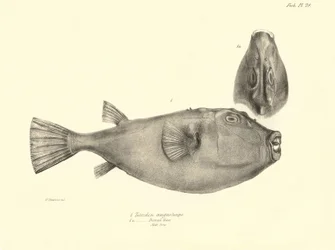 Zoologie: Darstellung des Fisches „Tetrodon (Tetraodon) angusticeps“ beschrieben von Charles Darwin während seiner Reise an Bord der Beagle. Tafel aus „The zoology of the voyage of H.M.S. Beagle under the command of Captain Fitzroy during the years 1832-18