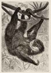 Zoologie: Unau oder Faultier beschrieben und illustriert von Carlo Vogt und Federico Specht in „Illustrierte Naturgeschichte: Säugetiere“ 1884