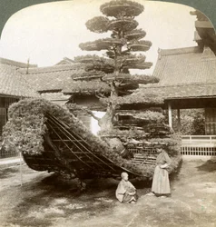 Eine einzelne Kiefer in Form eines Bootes, Kinkaku-ji-Kloster, Kyoto, Japan, 1904