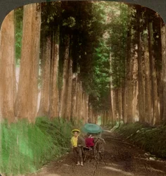 Eine Allee von Kryptomeria-Zedernbäumen, Nikko, Japan, 1896