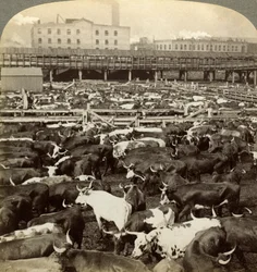 Vieh, Great Union Stock Yards, Chicago, Illinois, USA