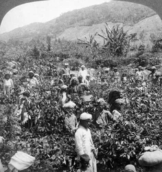 Kaffeeernte auf dem Anwesen von Sir Thomas Lipton, Dambutenne, Sri Lanka, 1903
