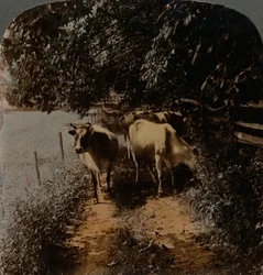 Kühe kommen zur Melkzeit nach Hause, ca. 1900