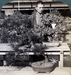 Zwergkiefern und Ahornbäume im Gewächshaus von Graf Okuma, Tokio, Japan, 1904