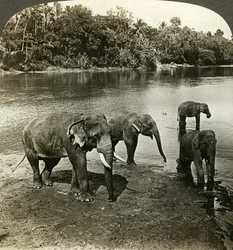 Elefanten, Sri Lanka Ceylon