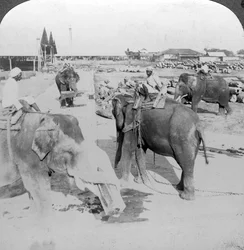 Elefanten arbeiten in einem Holzlager, Indien