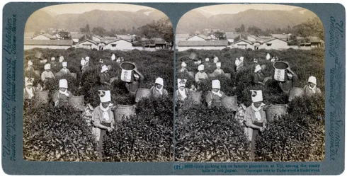 Mädchen pflücken Tee auf der berühmten Plantage in Uji, Japan, 1904