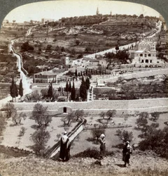 Der Garten Gethsemane und der Ölberg, Palästina, 1908