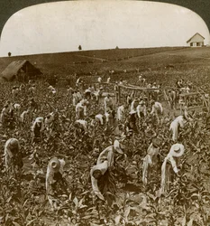 Tabakfeld, Montpeller, Jamaika, 1900