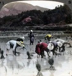 Reis pflanzen in einem Reisfeld, Japan, 1904