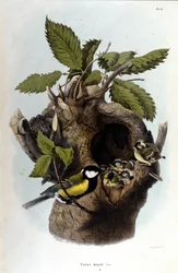 Tafel mit Darstellung eines Sperlings in der Nähe seines Nestes