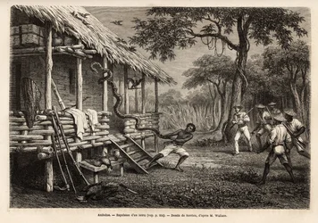 Ein Python betrat den Raum des Reisenden und Erzählers, während sich alle Anwesenden zurückzogen, um sich zu schützen, wurde die Schlange von einem der Diener vertrieben, der sie nach einem Fehlschlag mit dem Lasso am Schwanz packte. Gravur zur Illustratio