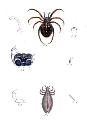 Eine Spinne und eine Laus. Naturgeschichtstafel, 19. Jahrhundert
