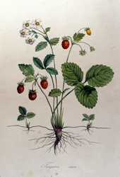 Ein Erdbeerbaum und seine Früchte: botanische Tafel aus dem 19. Jahrhundert