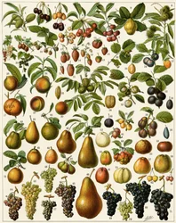 Landwirtschaft: Botanische Tafel mit essbaren Früchten (Kirsche, Himbeere, Erdbeere, Blaubeere, Pfirsich, Aprikose, Nüsse, Trauben, Birne, Haselnuss, Feige, Apfel, Pflaume...)