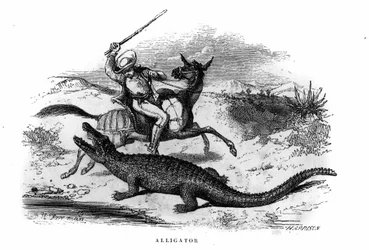 Alligator in Südamerika Mitte des 19. Jahrhunderts