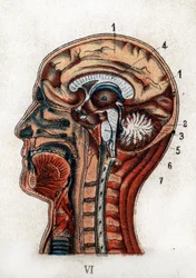 Anatomie: Querschnitt des menschlichen Schädels, Schnitt durch Gehirn und Mark. Die Tafel zeigt das Gehirn, das Kleinhirn mit dem Lebensbaum und das verlängerte Mark, aus dem das Rückenmark hervorgeht. „Die neue Naturheilkunde“ von F. E. Bilz. 1898.