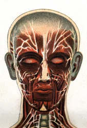 Anatomie: Querschnitt des menschlichen Schädels, von vorne gesehen, Darstellung des Muskelsystems. In „Die neue natürliche Heilung“ von F.E. Bilz. 1898.