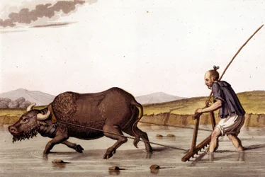 Reisfelder pflügen mit einem Ochsen - in Le costume ancien et moderne von J. Ferrario, ed. Mailand