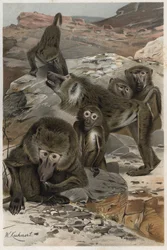 Pavian - Paviane (Cercopithecinae) - Gravur aus „Brehms Tierleben“ von Alfred Edmund Brehm (1829-1884)