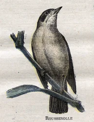 Nützliche Vögel für die Landwirtschaft: Teichrohrsänger