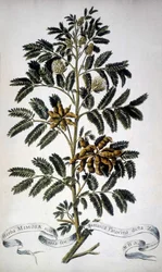 Botanische Tafel: Mimose. Herbarium des 19. Jahrhunderts.