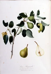 Botanische Tafel, die die Pera Campana darstellt. 1820 - 1822