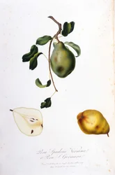 Botanische Tafel, die die Pera Spadona darstellt. 1820 - 1822